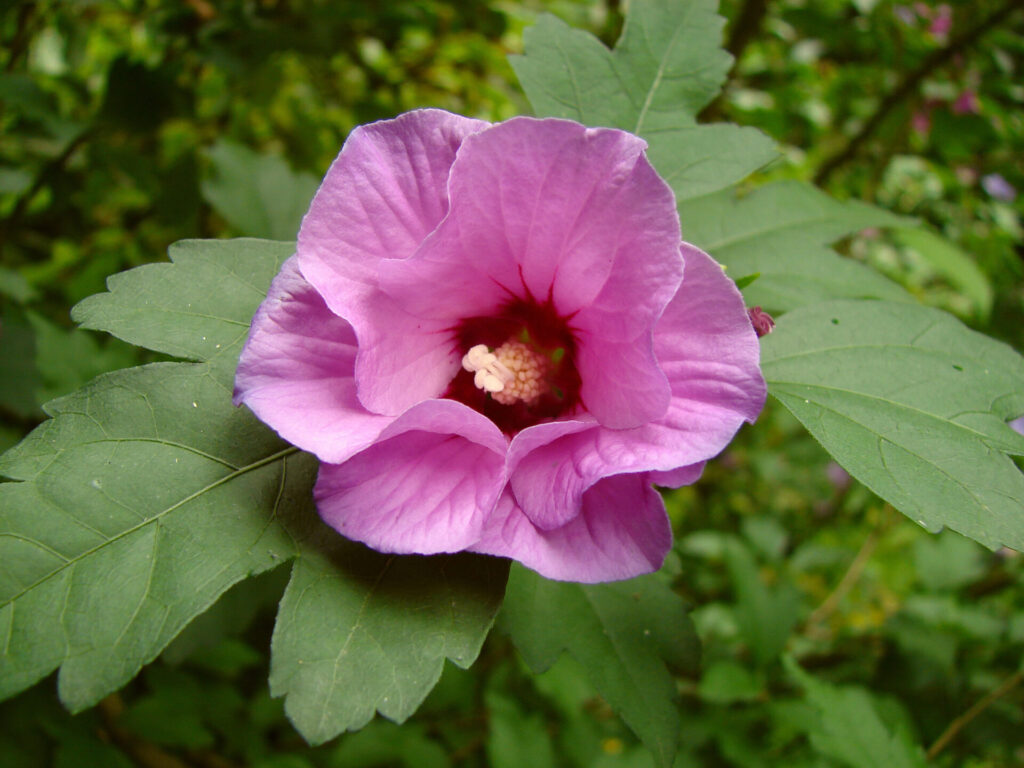 hibiscus permacultuur eetbaar