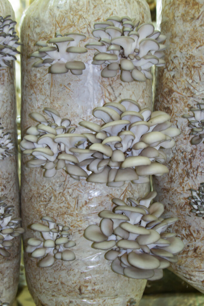 Laten zien hoe je paddenstoelen en oesterzwammen kweekt op stro