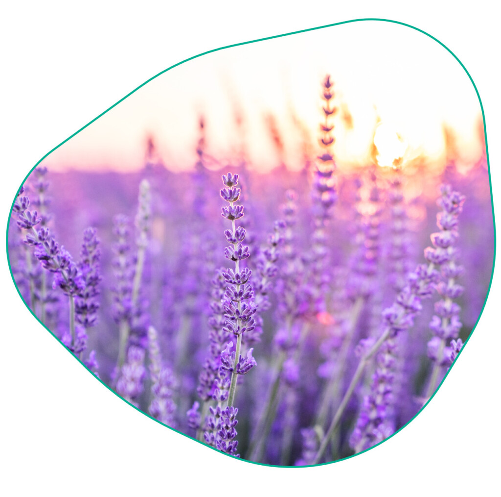 bijenplant lavendel
