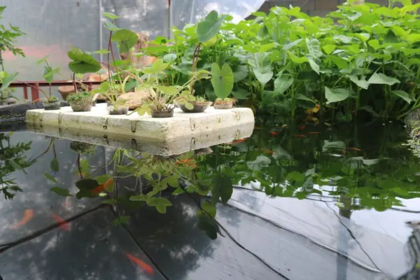 urban farming puur permacultuur aquaponics