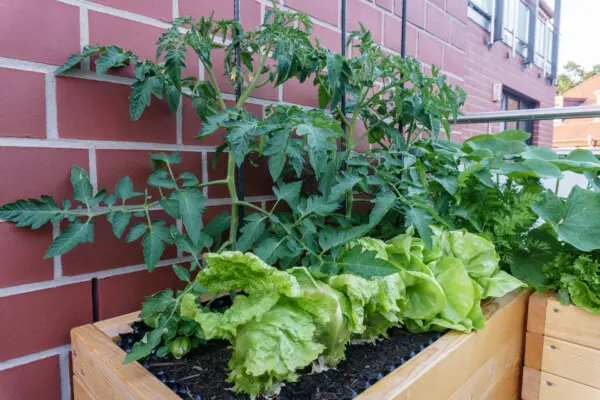 urban farming puur permacultuur vertical farming