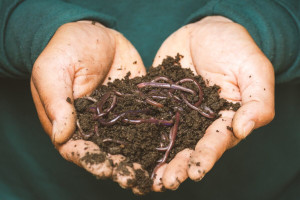 wormencompost puur permacultuur