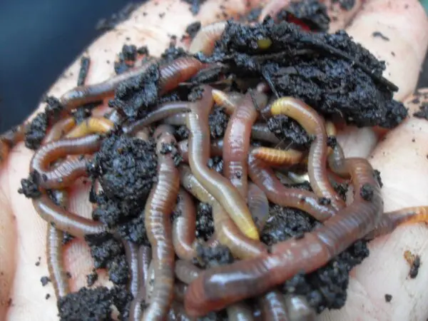 wormencompost puur permacultuur