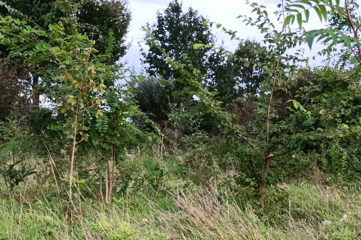 Natuurtuinen met oasemeisje