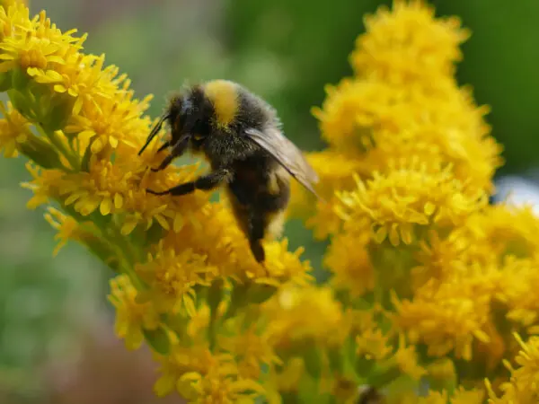 natuurtuinen puur permacultuur bestuiver