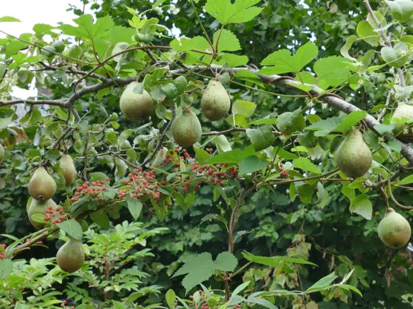 natuurtuinen puur permacultuur perenboom