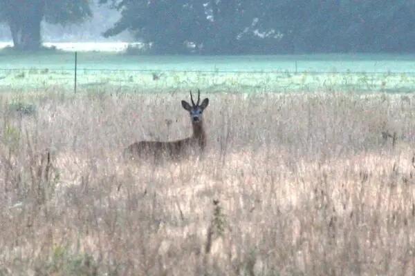 voedselbos boer puur permacultuur ree