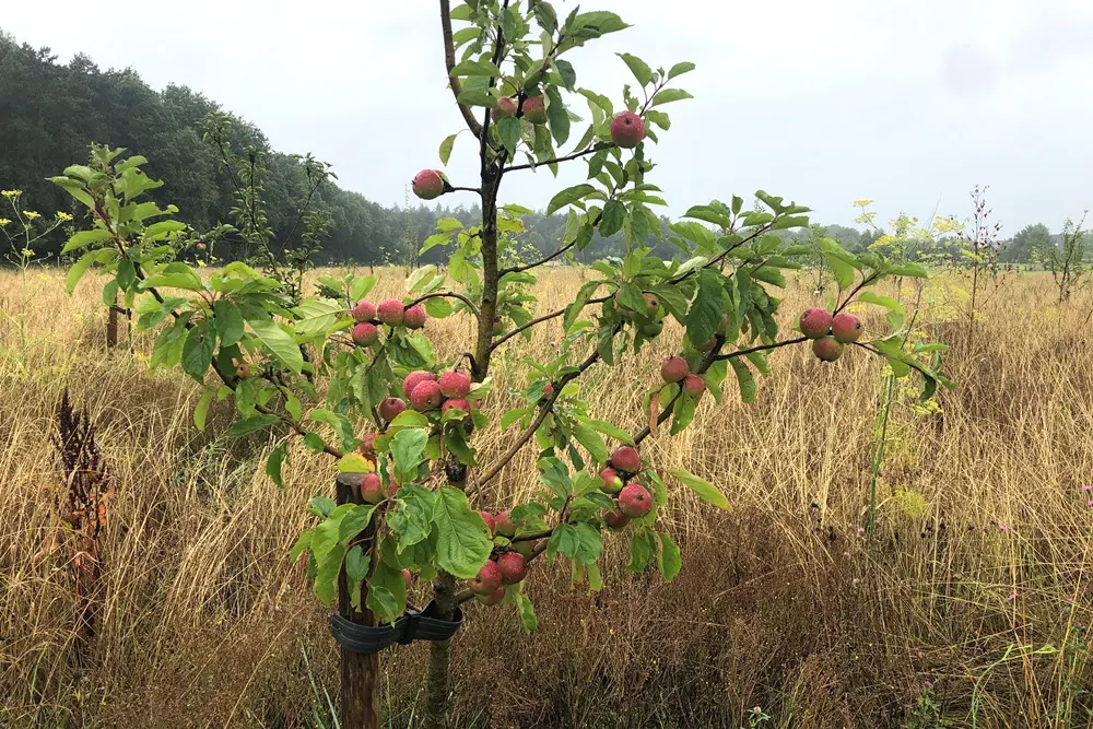 voedselbos boer puur permacultuur appelboom