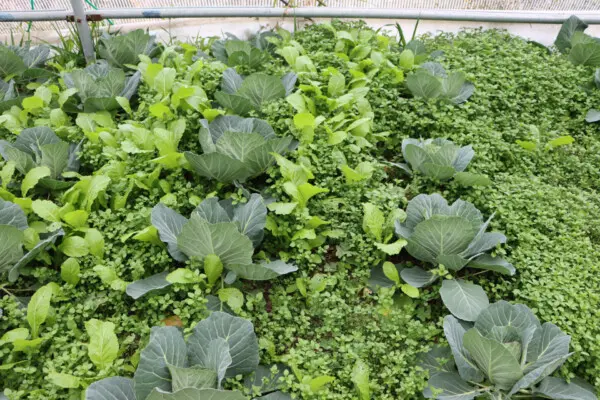 combinatieteelt moestuin permacultuur
