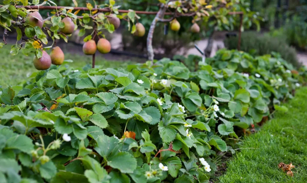 combinatieteelt moestuin permacultuur