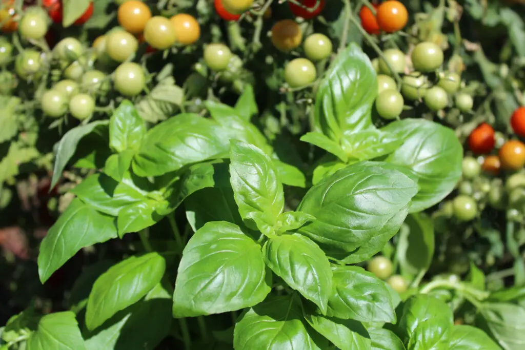 combinatieteelt moestuin permacultuur